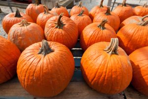 pumpkins 300x200 Holiday Niche Sites: Passive Online Income From Mini Sites